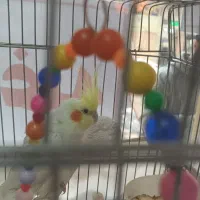 عروس هلندی جفت|پرنده|تهران, امام زاده عبدالله|دیوار