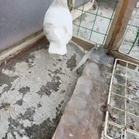 کبوتر پرشی|پرنده|خرمدشت, |دیوار