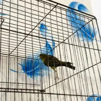 نر قناری|پرنده|داراب, |دیوار