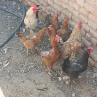 جهت معاوضه وفروش