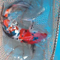 ماهی کوی نژاد دار|ماهی|قم, حاج خلیل|دیوار