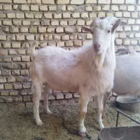 دبر . نر بز سانن تخمی سرحال یکسال و نیمه