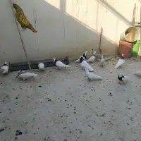 تعدادی پرنده  برای فروش سینه،سیا چشنوک،طوقی ۰۹۱۳|پرنده|مبارکه, |دیوار