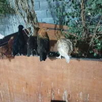 فروش مرغ محلی اصیل تخم گذار|حیوانات مزرعه|لامرد, |دیوار