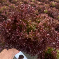 اجاره گلخانه هیدروپنیک|اجارهٔ دفتر صنعتی، کشاورزی، تجاری|شهریار, کردزار|دیوار