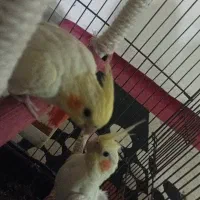 پرنده عروس هلندی