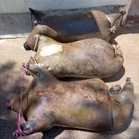 مشک اب