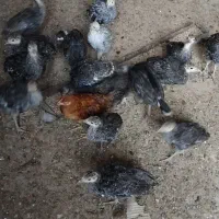 بوقلمون