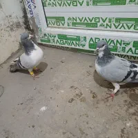 پرنده جفت وپرش