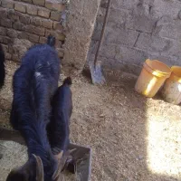 چپش فروش و گوسفند|حیوانات مزرعه|اندیمشک, |دیوار