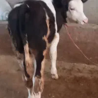 گوساله نرسیمینتال جنس ۴ماهه