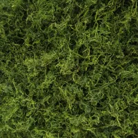 شوید خشک امسال کیلویی 800وشویدتازه دسته ای 8