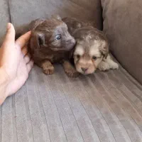 توله سگ پاکوتاه|سگ|گلپایگان, |دیوار