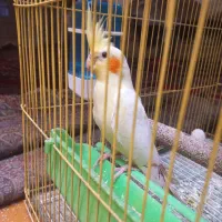 عکس هلندی ۳ ماهه
