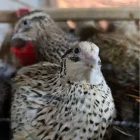 بلدرچین گوشتی