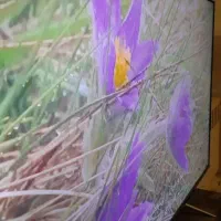 لوازم خونه ، فرش و تلویزیون|تلویزیون و پروژکتور|محمدشهر, ولدآباد|دیوار