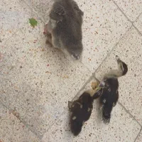 جوجه قوغاز و اردک خارجی معاوضه