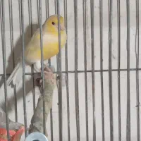 قناری نر اماده جفت
