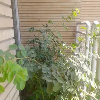 منزل ۲طبقه چهار باغ پایین