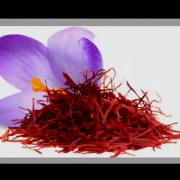 خوشکن زعفران باهنر نرسیده به ورودی پارک ملت