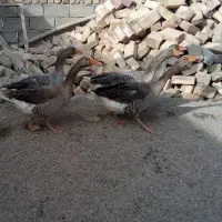 غاز|حیوانات مزرعه|زابل, |دیوار