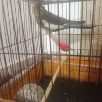 عروس هلندی نر