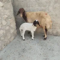 میش با بره نر گوسفند