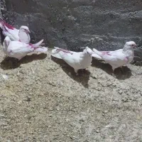 کبوتر نقره معاوضه با پلاکی