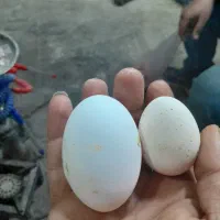 تخم غوغازغازبقلمون اردک اسراعیلی