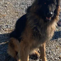 معاوظه ژرمن با سهره سفت خون