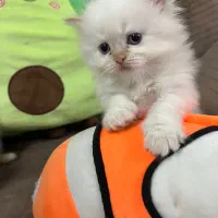 بچه گربه پرشین نژاد ترکیش وان سوپر فلت