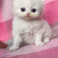 گربه پرشین اصیل صورت عروسکی