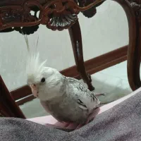 عروس هلندی گمشده
