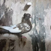 سینه ماده|پرنده|مرودشت, رامجرد یک|دیوار