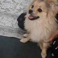 پامر ماده فوری