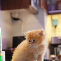 واگذاری بریتیش رایگان