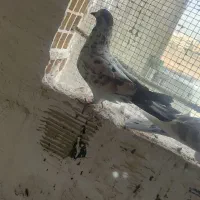 ۶عدد کفتر خوب پرشی|پرنده|سیرجان, |دیوار