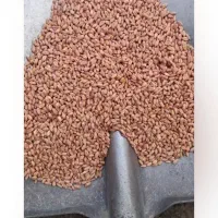 گندم بذری پیشگام