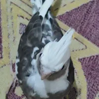 عروس هلندی سرلاکی