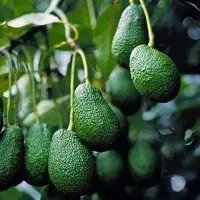 نهال اواکادو و ارقام دیگر