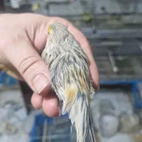 قناری ماده اوپال آماده آماده|پرنده|تهران, سردارجنگل|دیوار