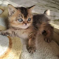 واگذاری توله گربه بریتیش بلک گلد ۲ماهه نر