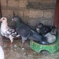 جفتی 2 تومان با جوجه همشون بخوای کمتر هم میدم