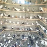 کبوتر