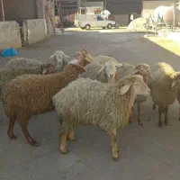 دامداری  بزرگ  در گلستان  و صالحیه    24   ساعته|حیوانات مزرعه|گلستان (تهران), |دیوار