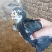 فروش جوجه لاری
