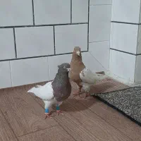 کله ای و طوقی|پرنده|دزفول, |دیوار