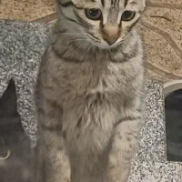 واگذار می شود