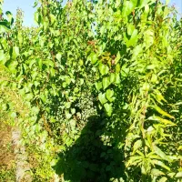 نـهـالهـای استاندارد / باردهی واقعی|خدمات باغبانی و درختکاری|کرج, کرج نو|دیوار