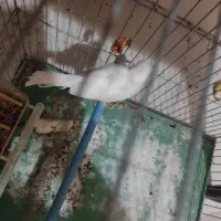 کیف|کیف، کفش، کمربند|فسا, |دیوار